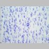 Neuronas Nissl 10.jpg